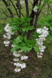 Staphylea pinnata. Верхушки ветвей с соцветиями. Черноморское побережье Кавказа, г. Сочи, Дендрарий, в культуре. 05.04.2013.