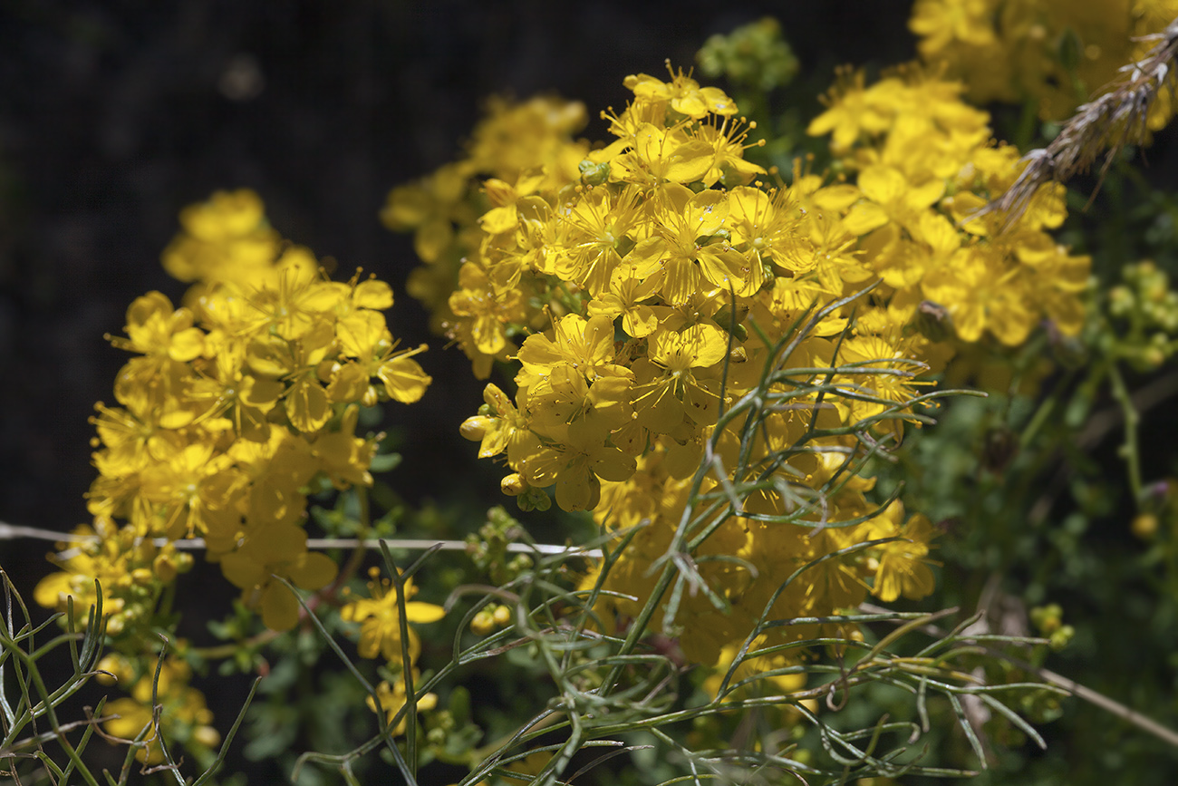 Image of Hypericum scabrum specimen.