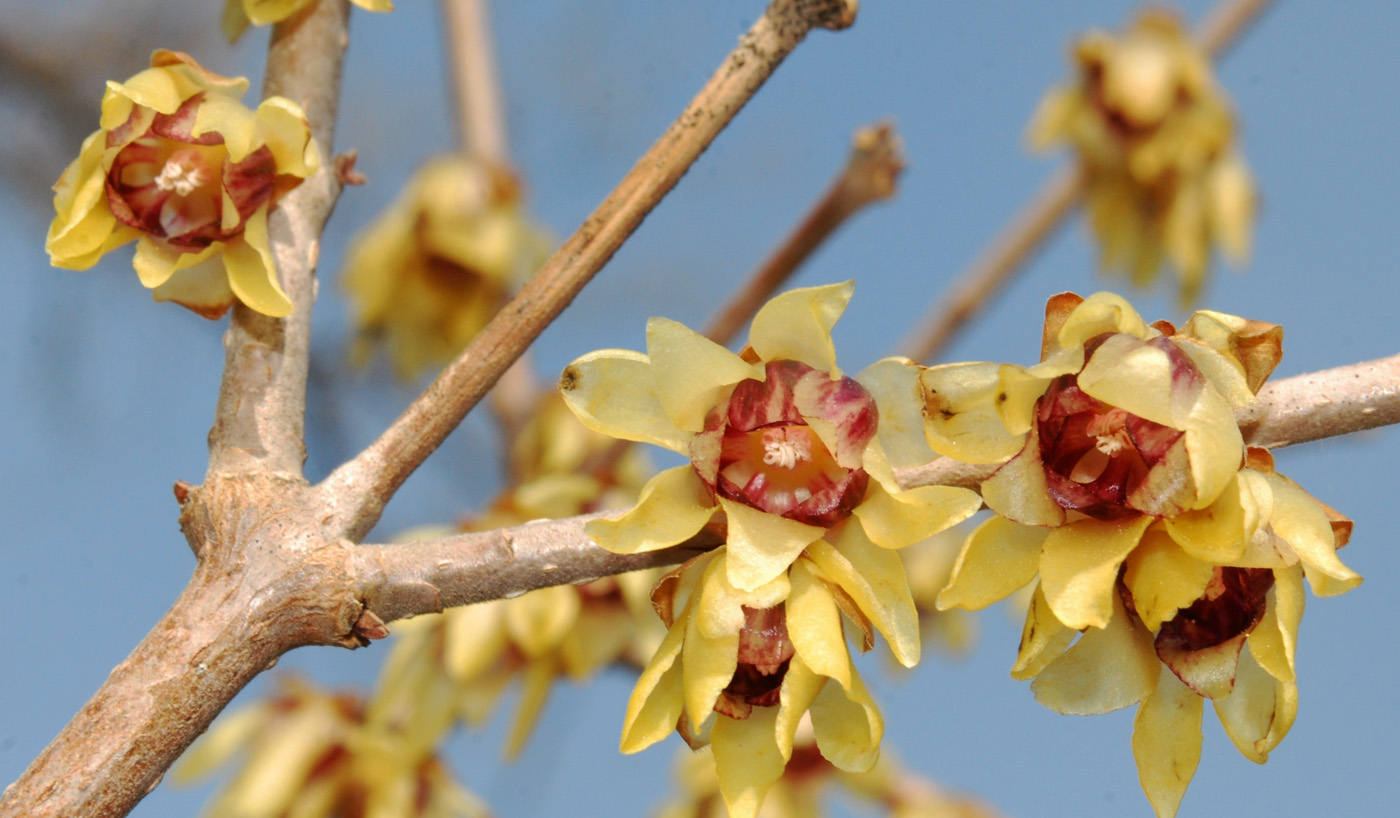 Image of Chimonanthus praecox specimen.