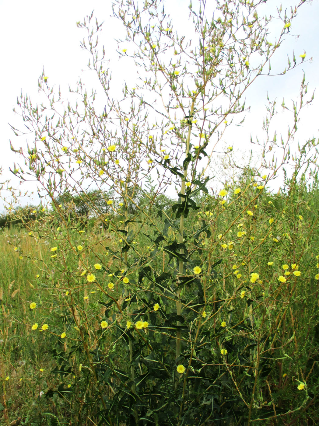 Изображение особи Lactuca serriola.