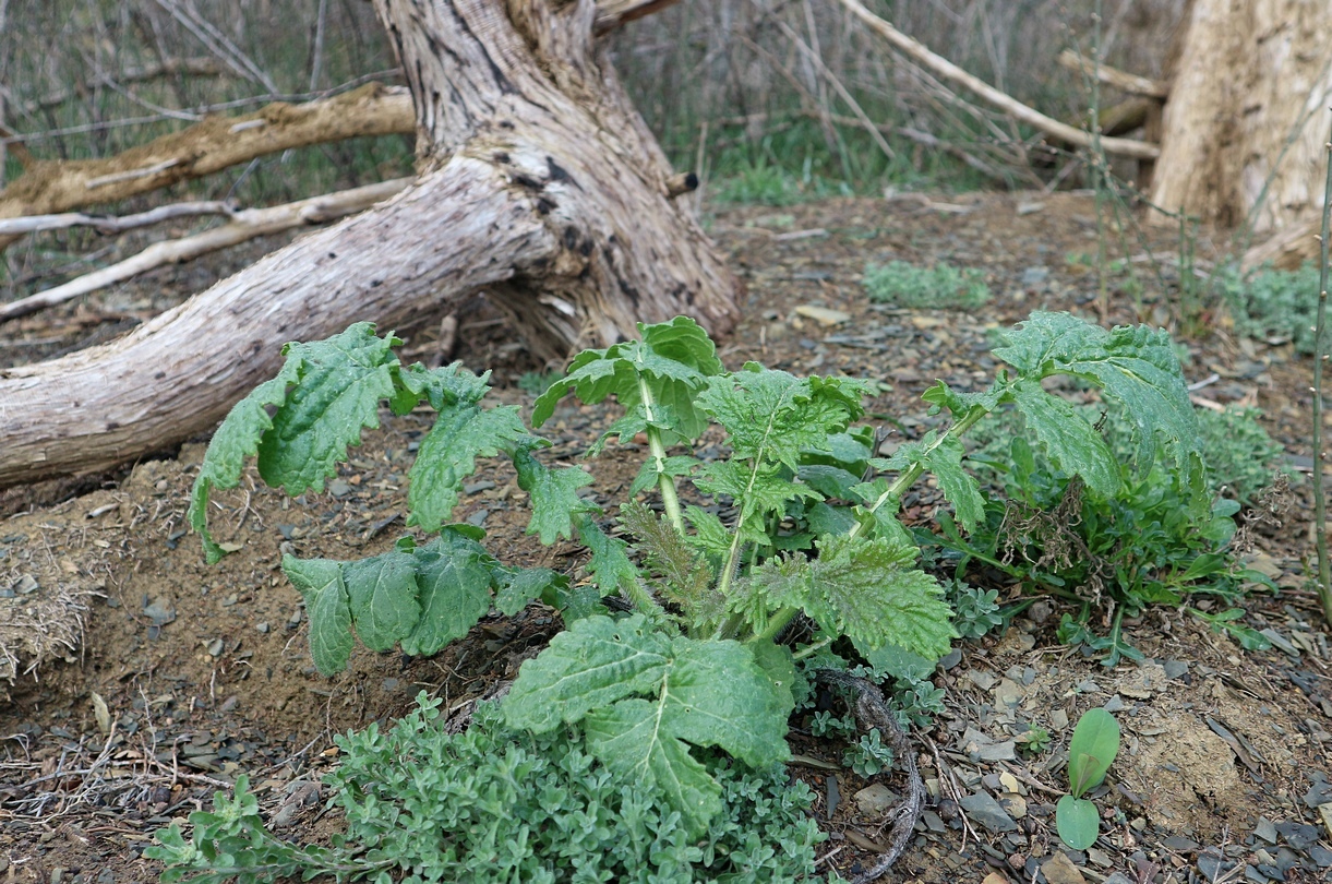 Image of Crambe koktebelica specimen.