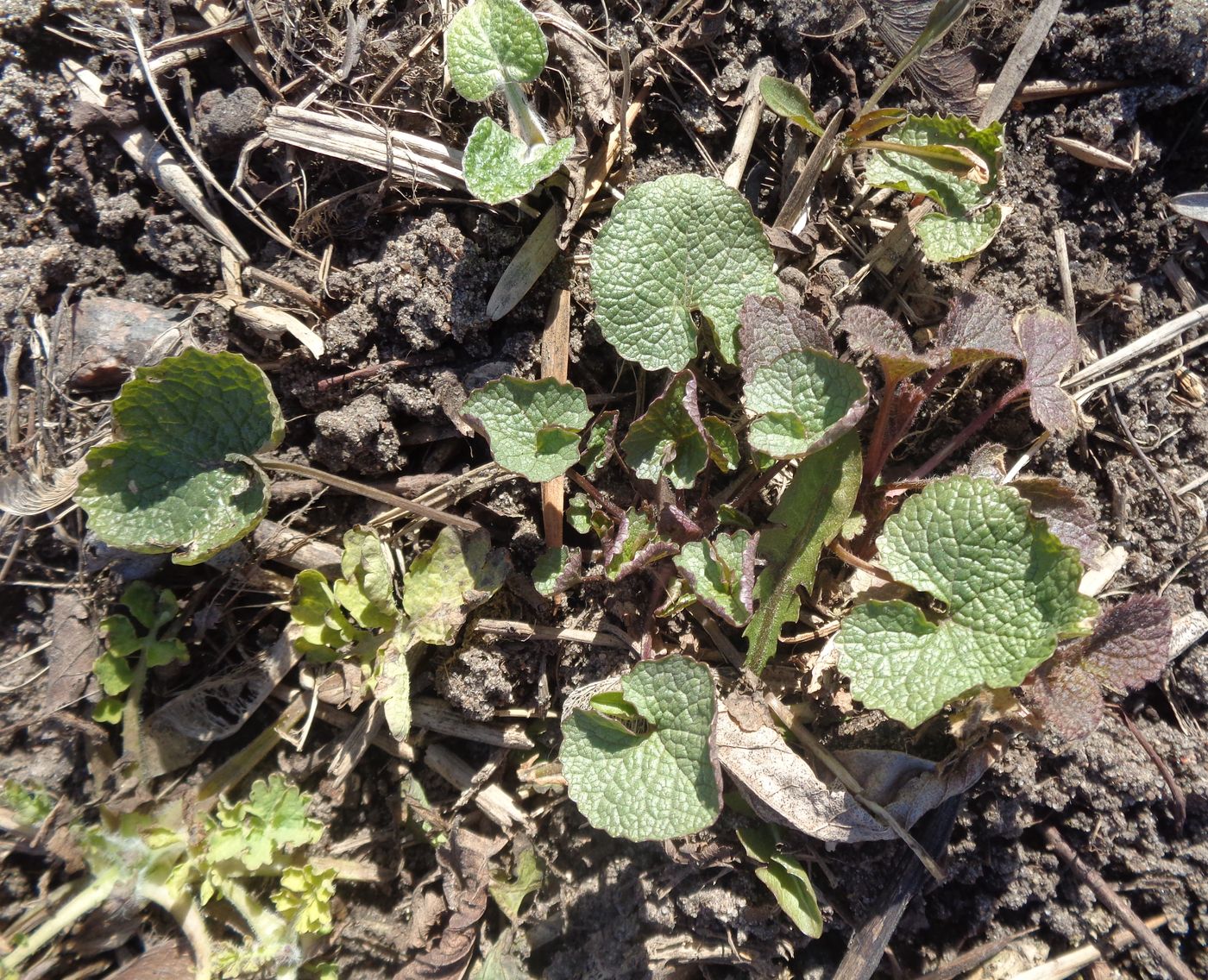 Image of Alliaria petiolata specimen.