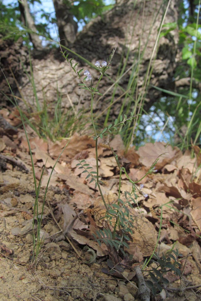 Image of Vicia loiseleurii specimen.