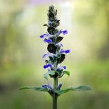 Ajuga reptans