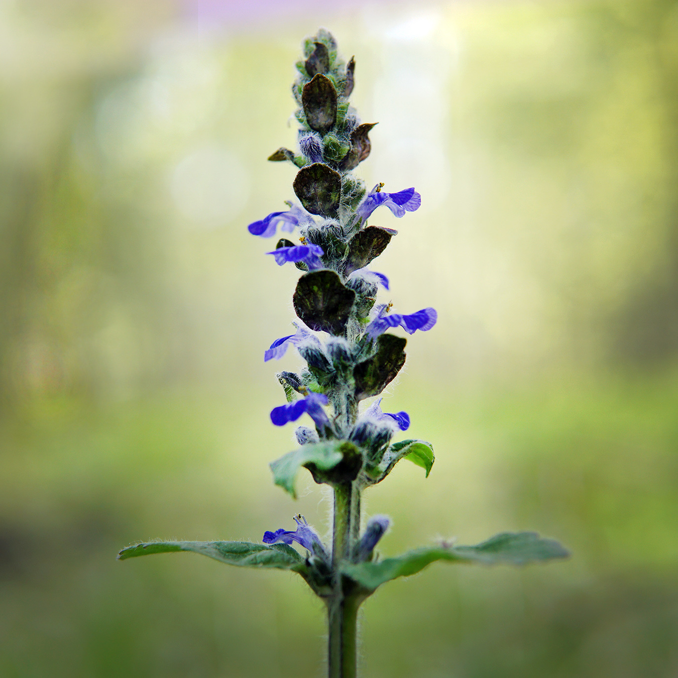 Image of Ajuga reptans specimen.