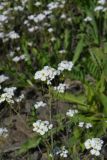 Arabidopsis arenosa. Верхняя часть цветущего растения. Санкт-Петербург, Московский р-н, окр. ж.-д. ст. «Предпортовая». 18.05.2019.