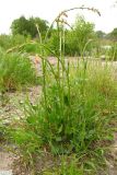 Rumex thyrsiflorus