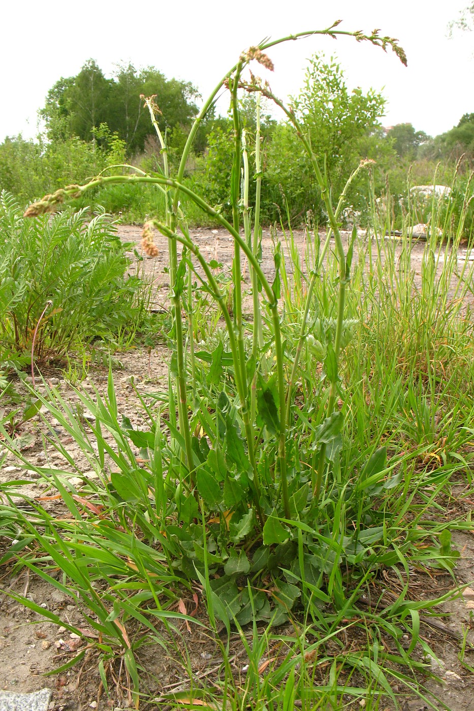 Изображение особи Rumex thyrsiflorus.