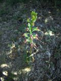 Himantoglossum caprinum