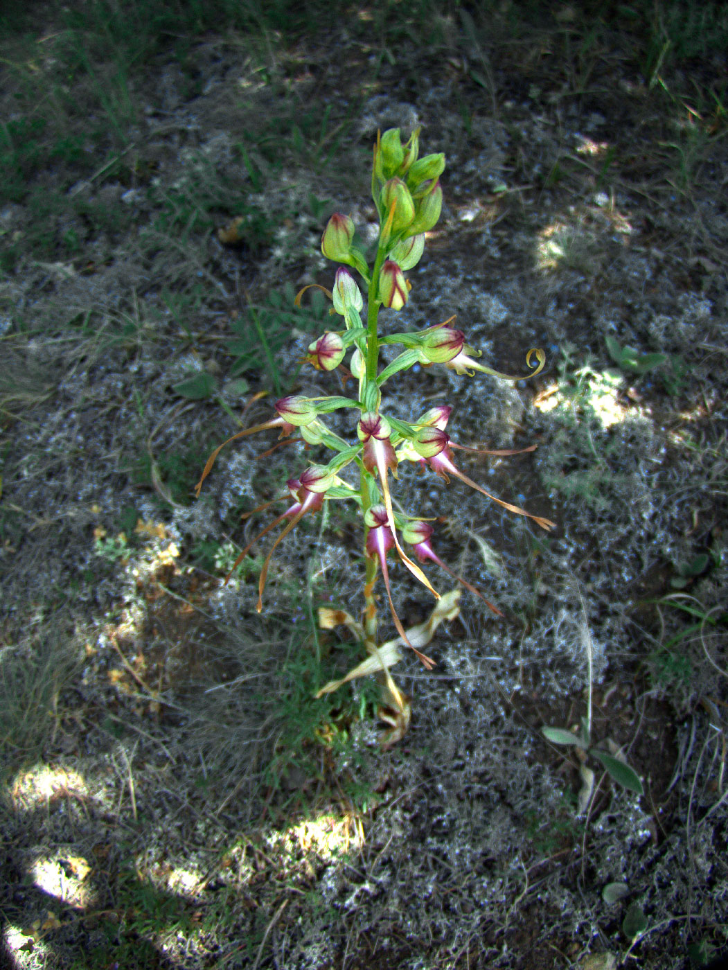 Image of Himantoglossum caprinum specimen.