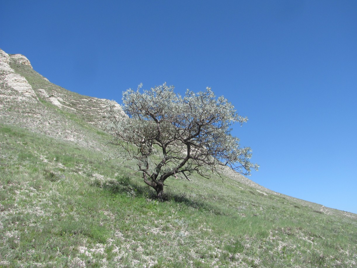 Изображение особи Elaeagnus caspica.