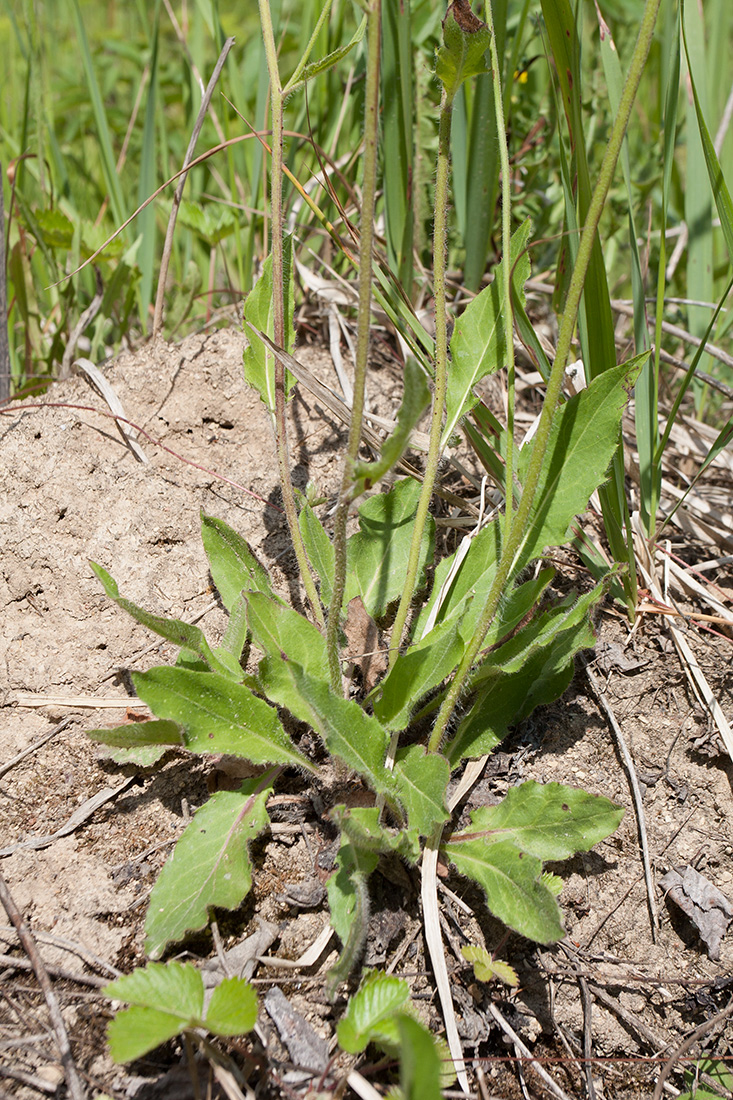 Изображение особи род Hieracium.