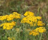 Achillea arabica. Верхушки цветущих растений. Узбекистан, Джизакская обл., Шараф-Рашидовский р-н, окр. пос. Курпасай, каменистое предгорье. 19.05.2019.