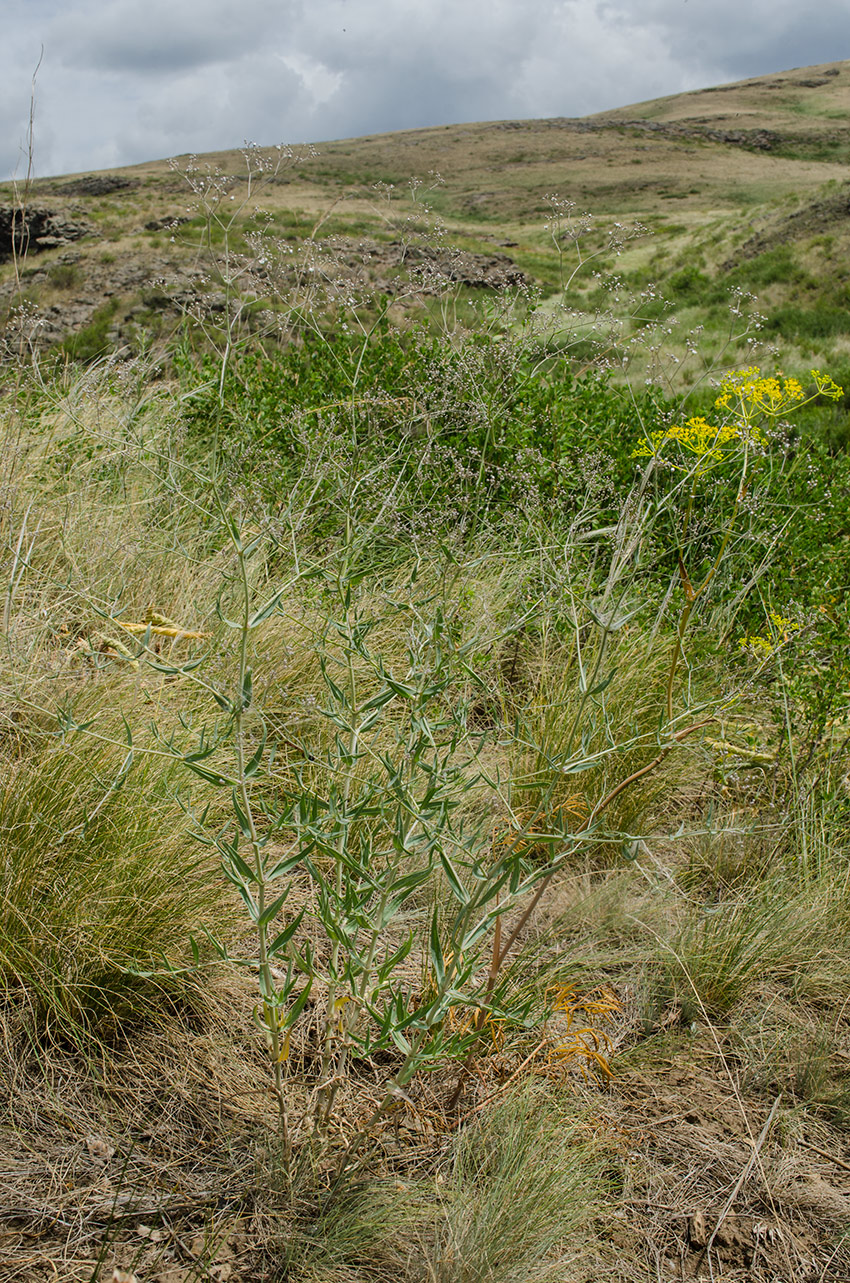 Image of Gypsophila altissima specimen.