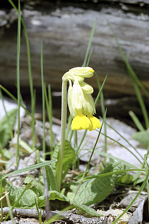 Image of Primula macrocalyx specimen.