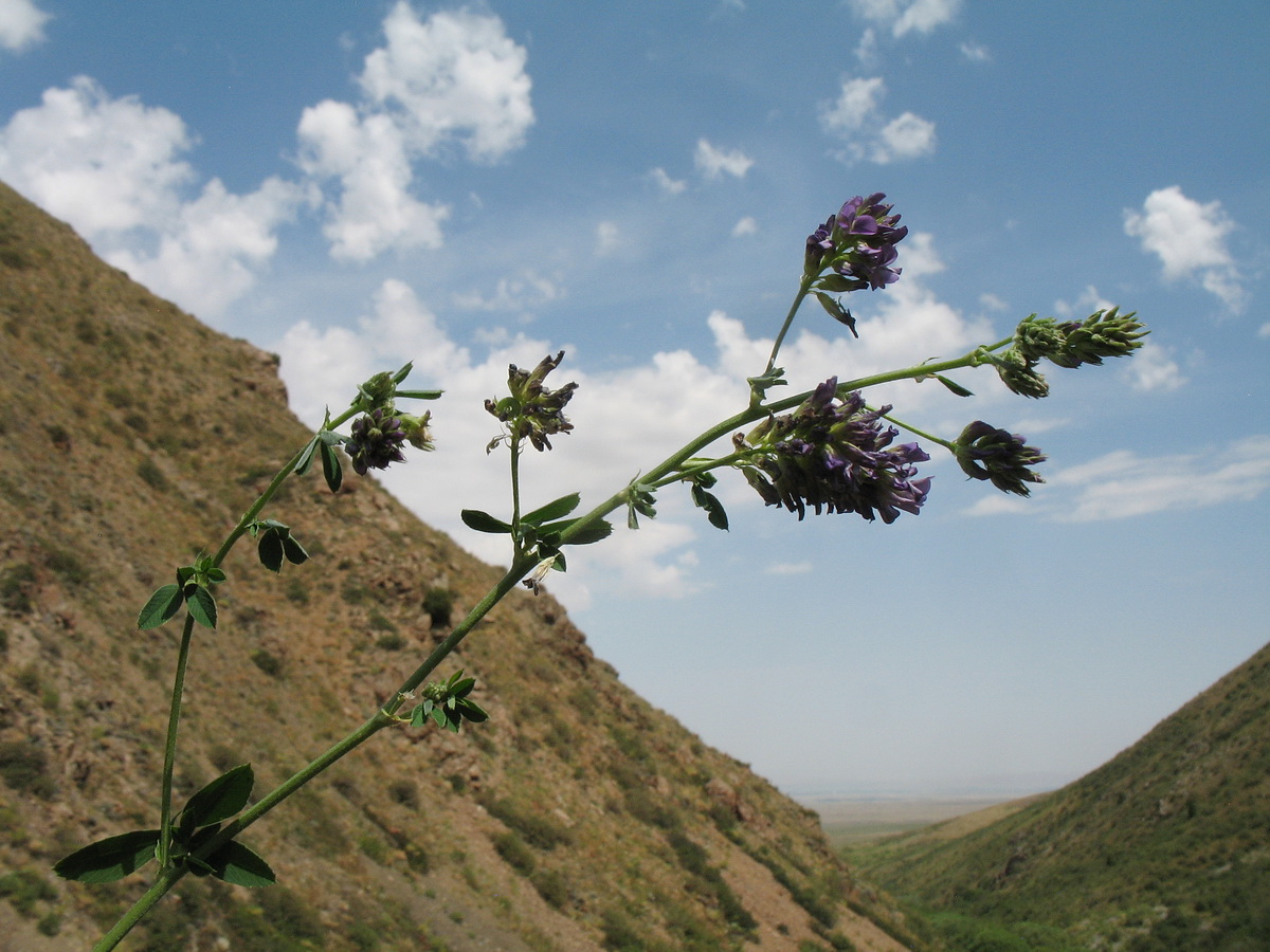 Image of Medicago tianschanica specimen.