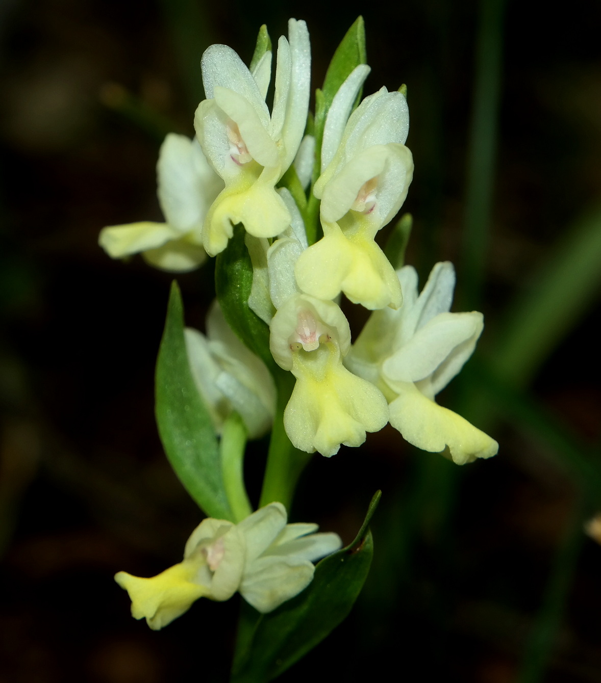 Изображение особи Dactylorhiza romana.