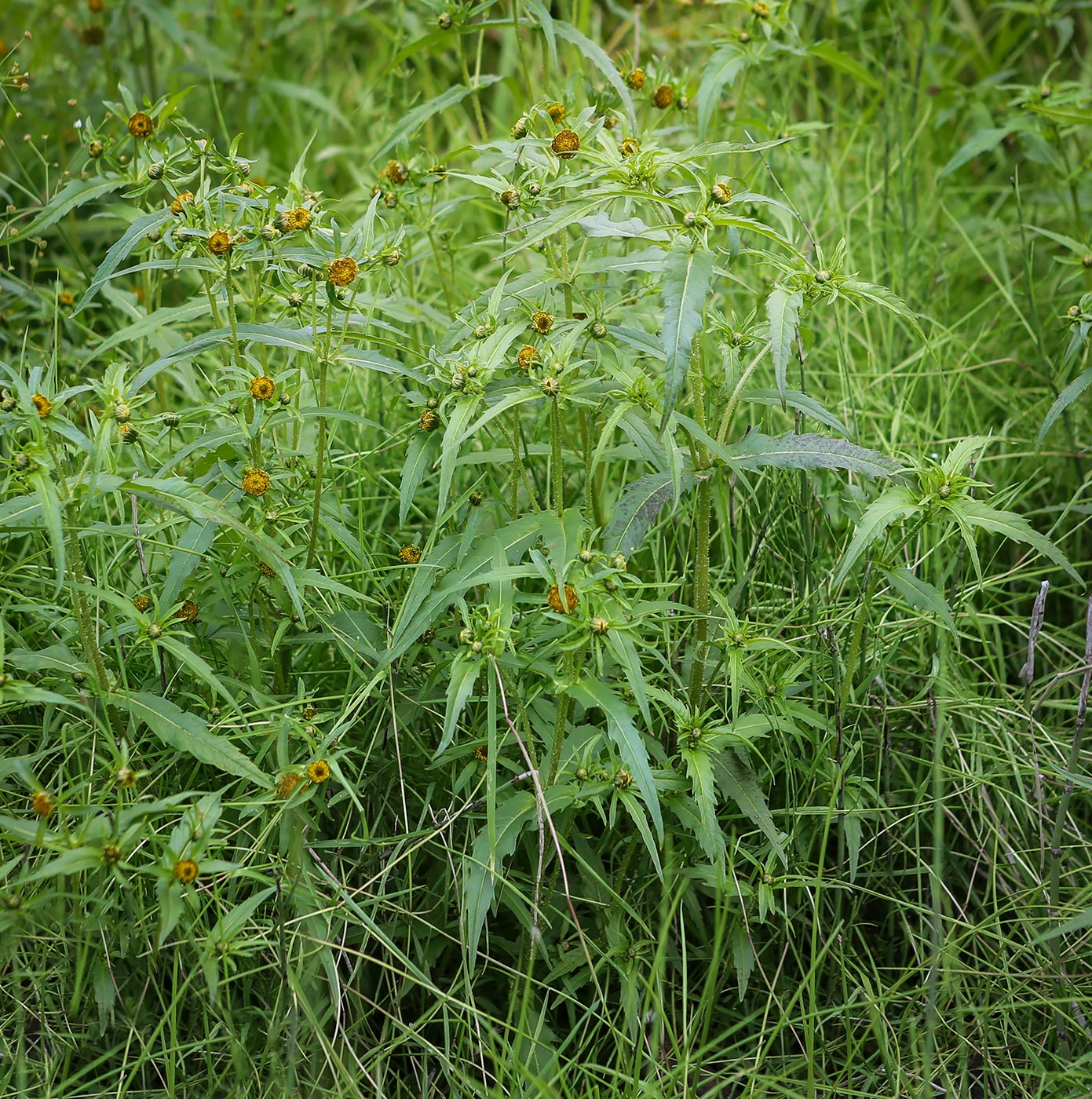 Изображение особи Bidens cernua.