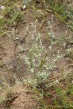 Heliotropium dasycarpum