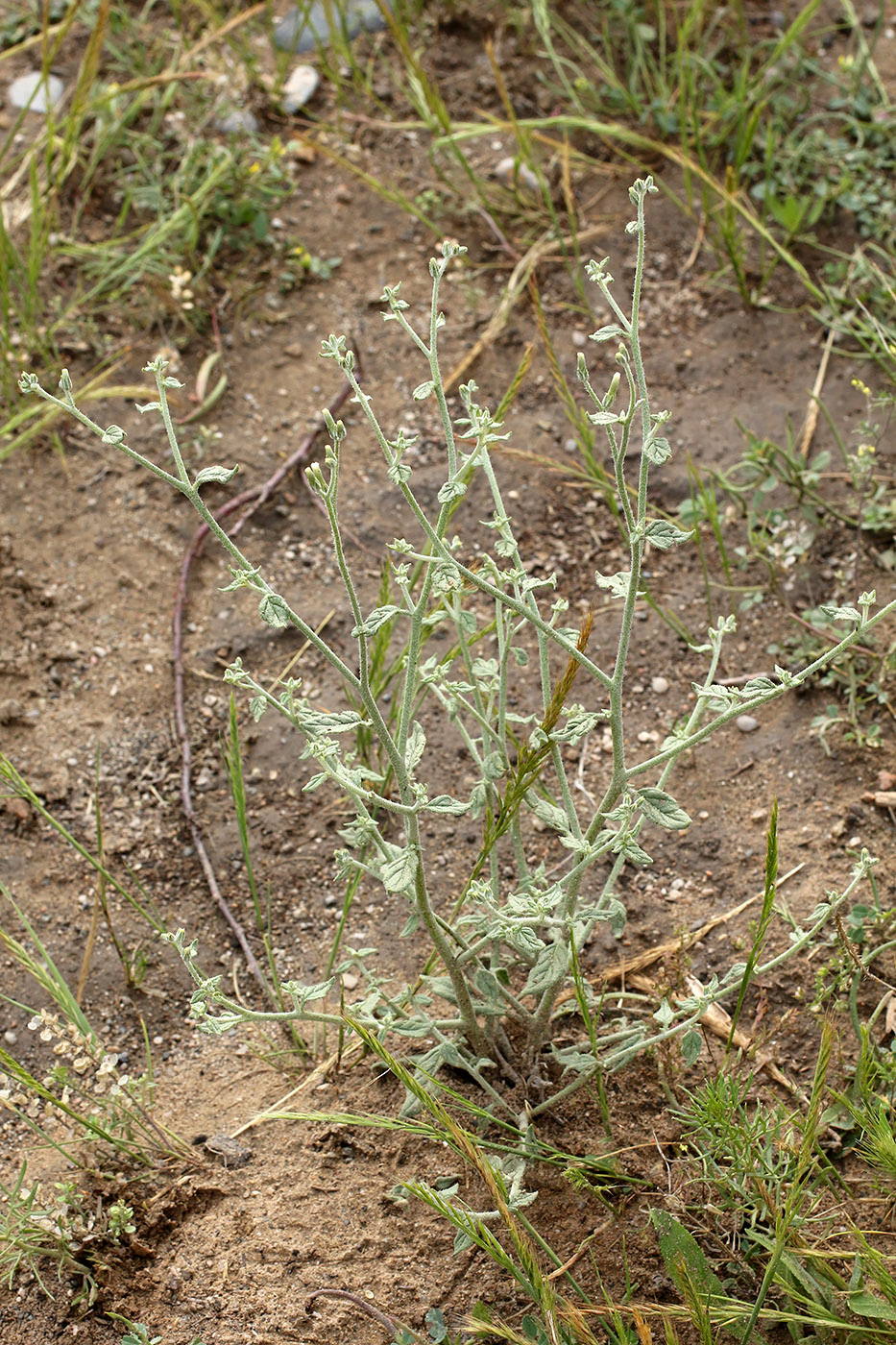 Изображение особи Heliotropium dasycarpum.