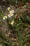 Tripleurospermum inodorum