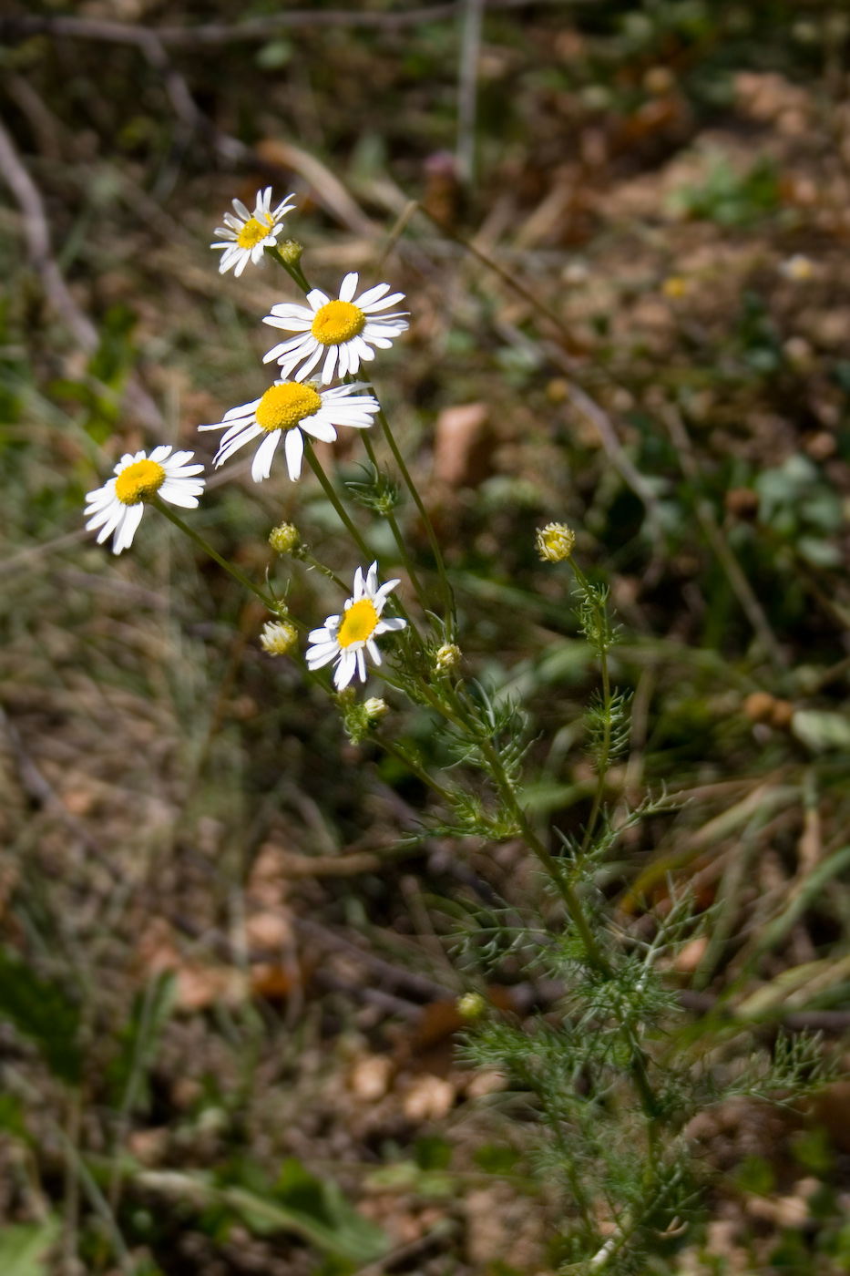 Image of Tripleurospermum inodorum specimen.