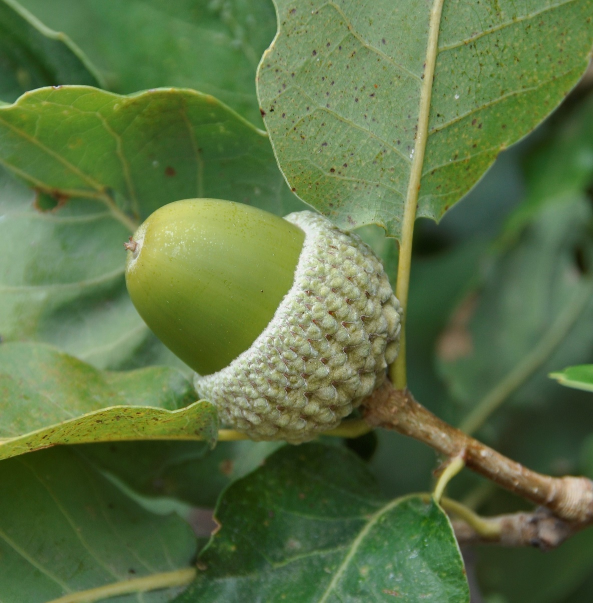 Image of Quercus infectoria ssp. veneris specimen.