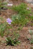 Scabiosa comosa