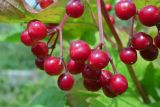 Viburnum opulus