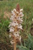 Orobanche callieri. Соцветие. Крым, Севастополь, пустырь. 02.06.2019.