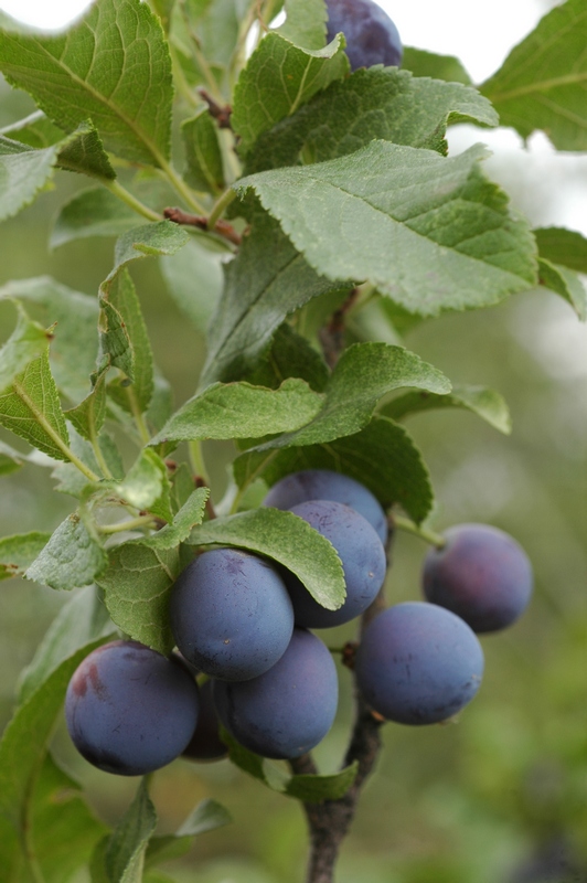 Image of Prunus spinosa specimen.