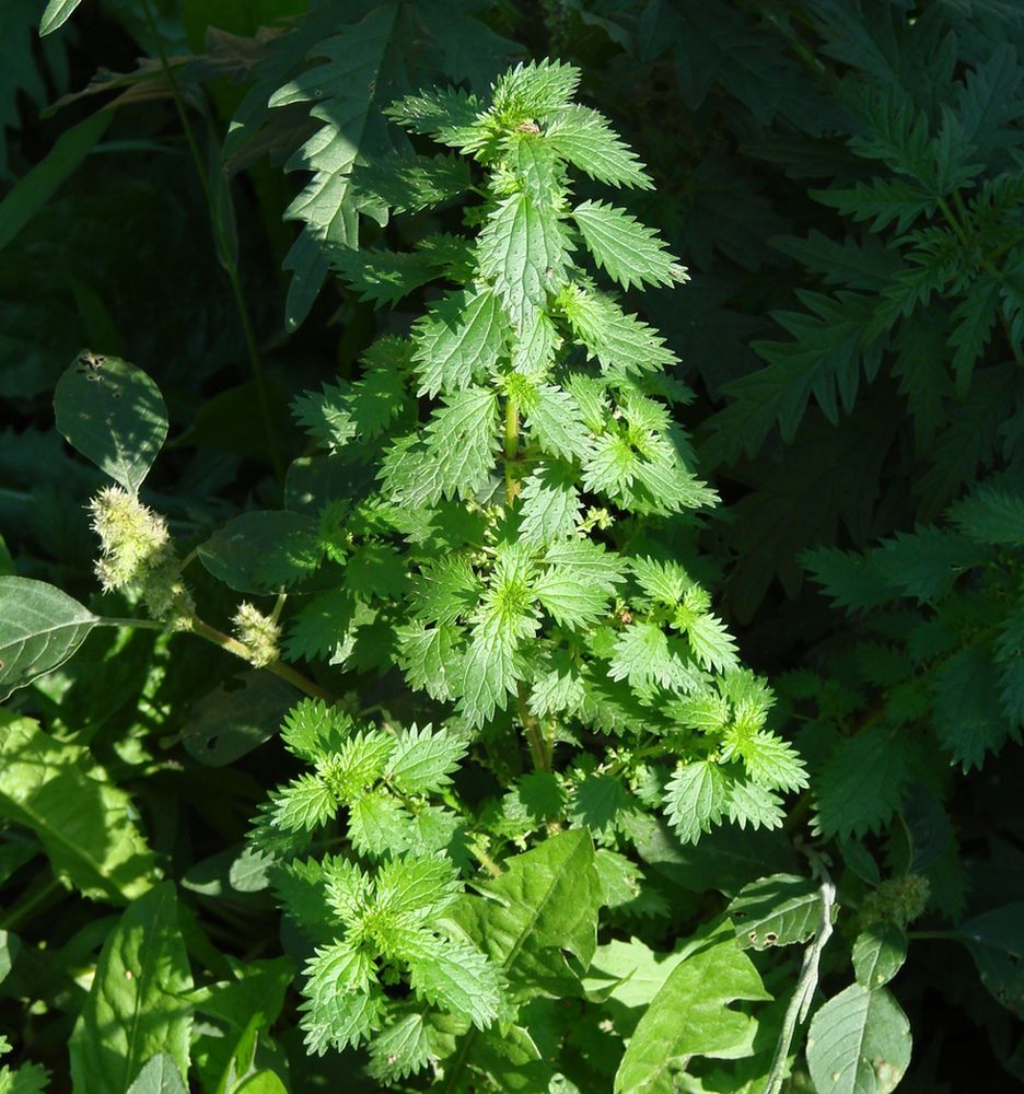 Image of Urtica urens specimen.