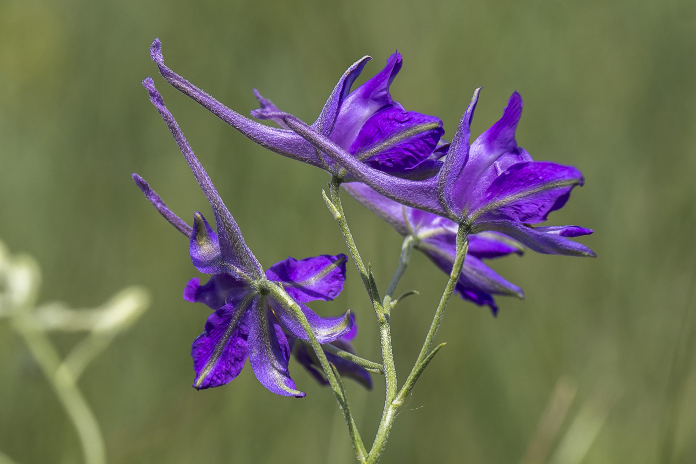 Image of Delphinium consolida specimen.