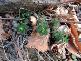 Hypericum perforatum