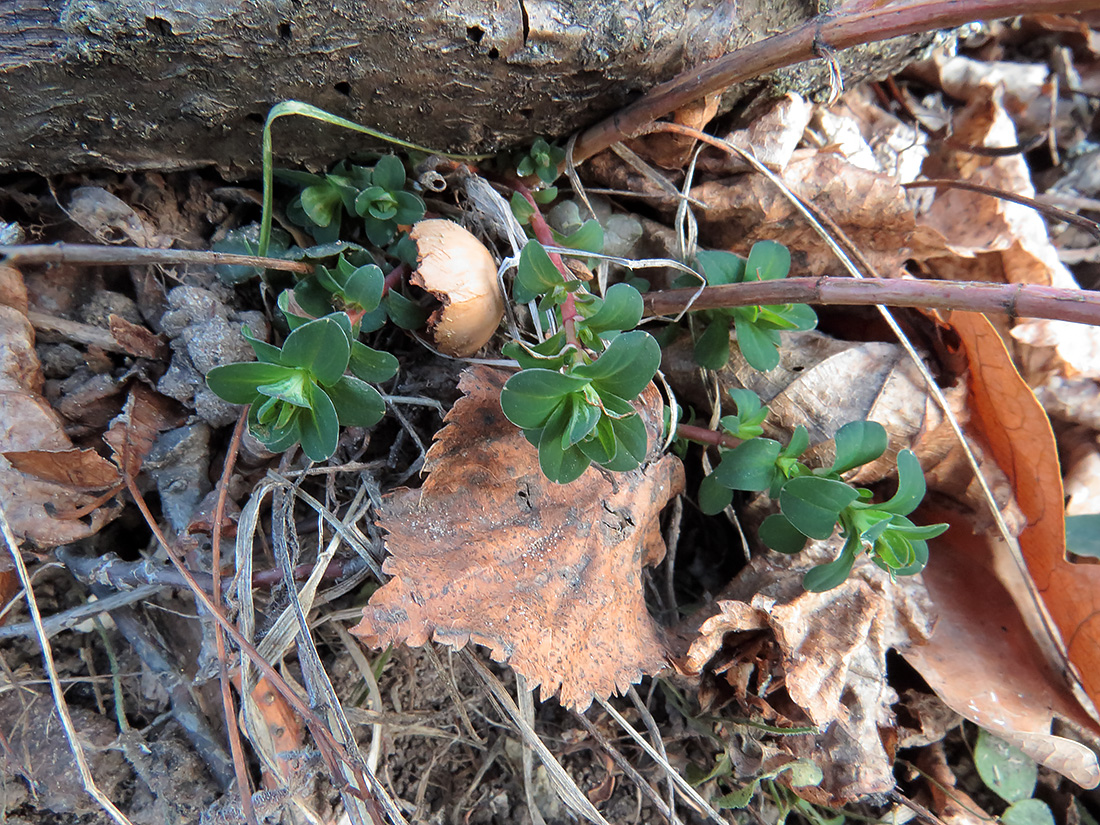 Image of Hypericum perforatum specimen.