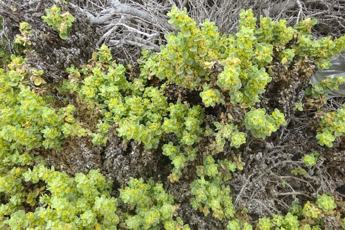 Изображение особи Tetragonia maritima.