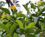 Gardenia carinata. Верхушка побега с бутоном. Таиланд, муниципалитет Равай, о-в Ко Май Пай, вдоль дороги к источнику. 24.09.2019.