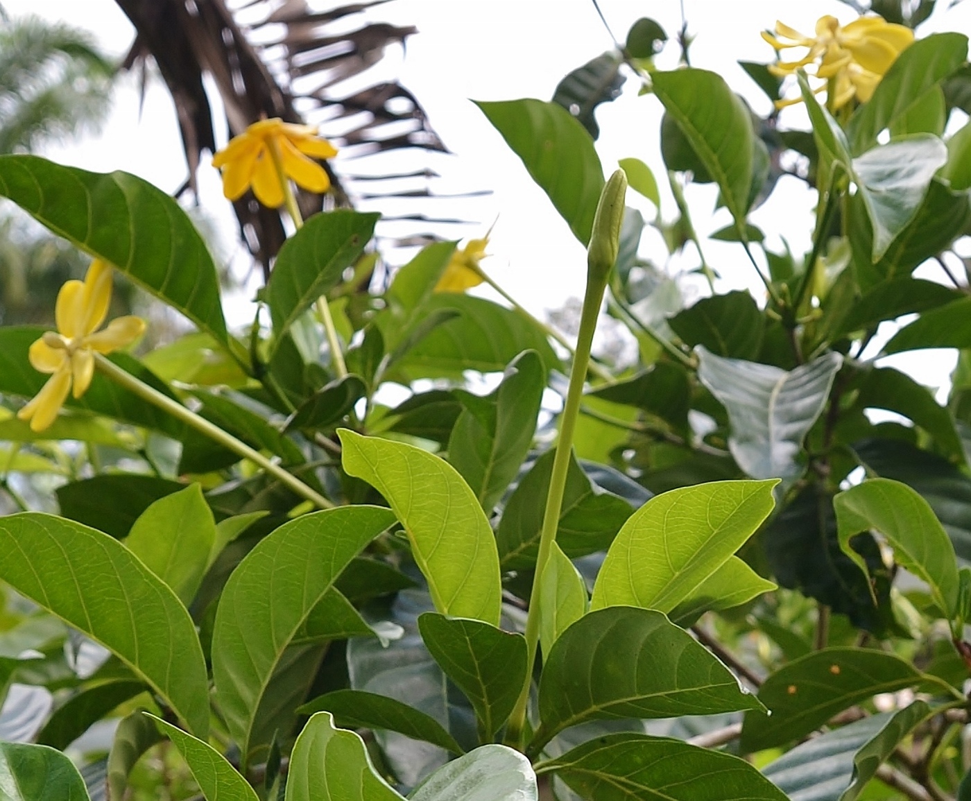 Image of Gardenia carinata specimen.