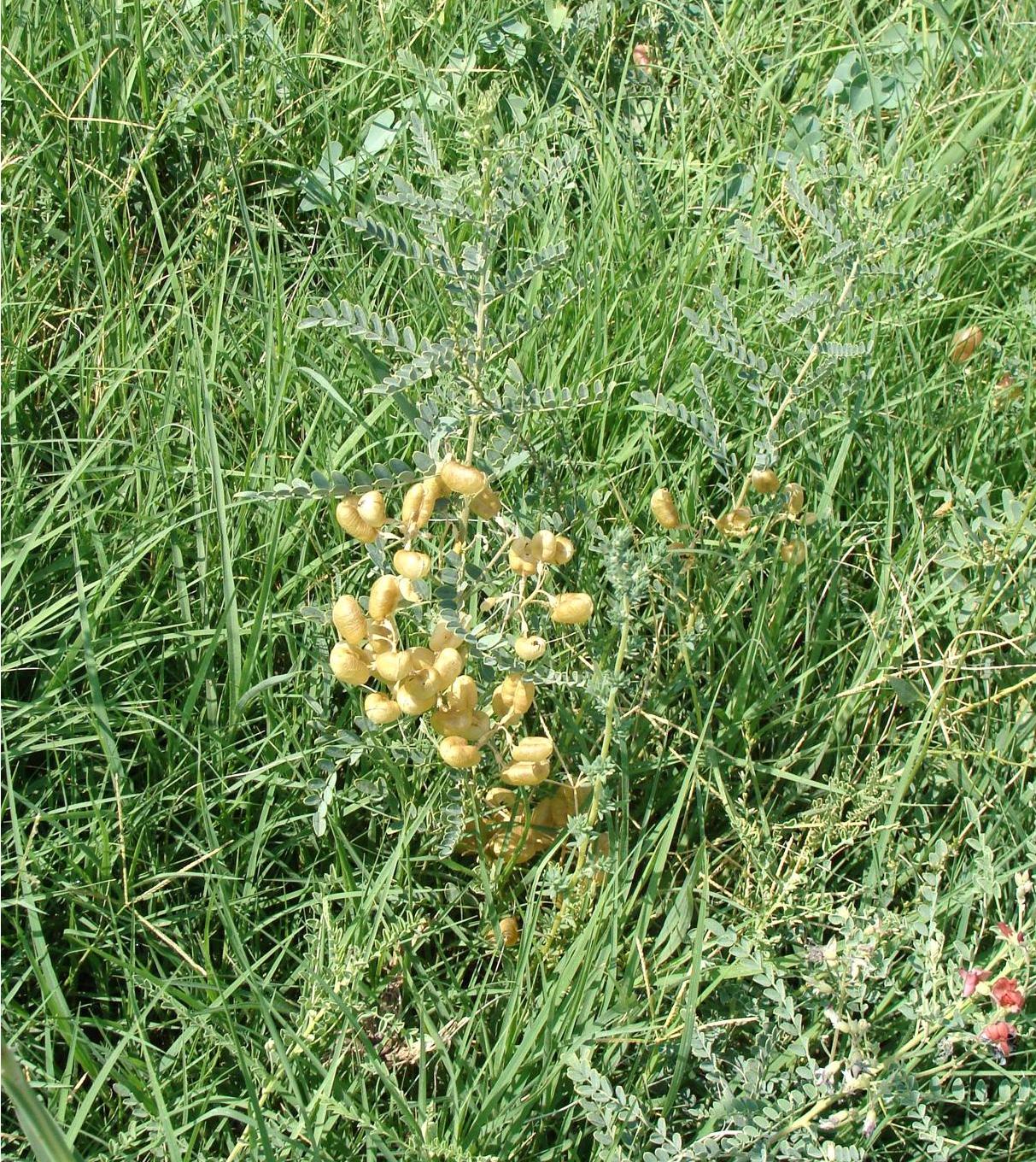 Image of Sphaerophysa salsula specimen.