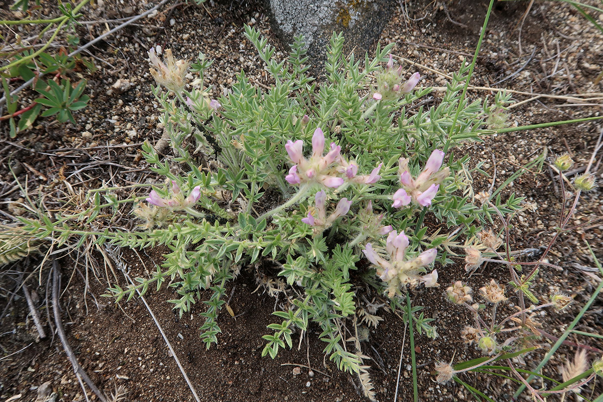 Image of Oxytropis selengensis specimen.