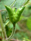 Aconitum septentrionale