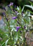 Campanula sibirica