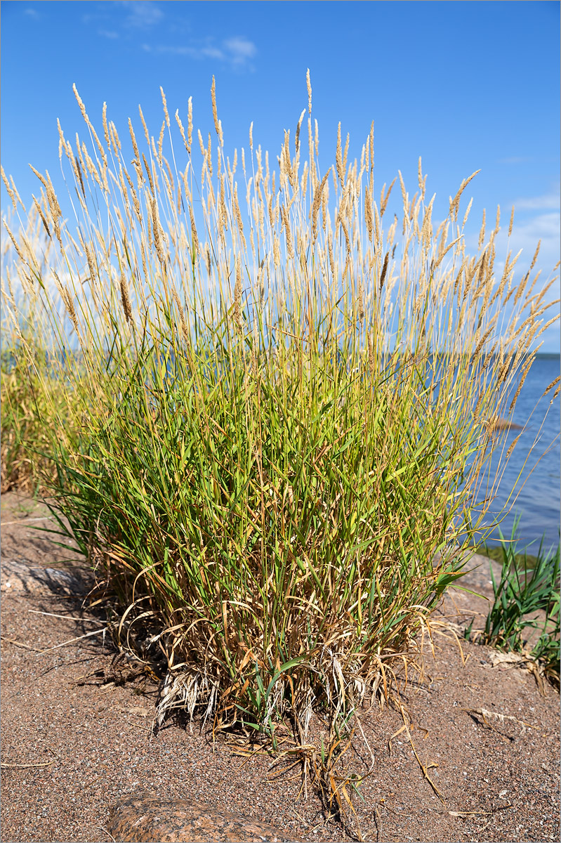 Изображение особи Phalaroides arundinacea.