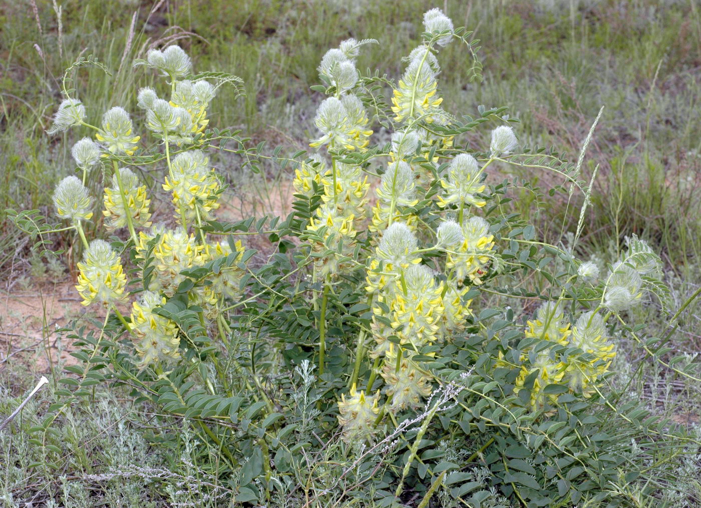 Изображение особи Astragalus vulpinus.