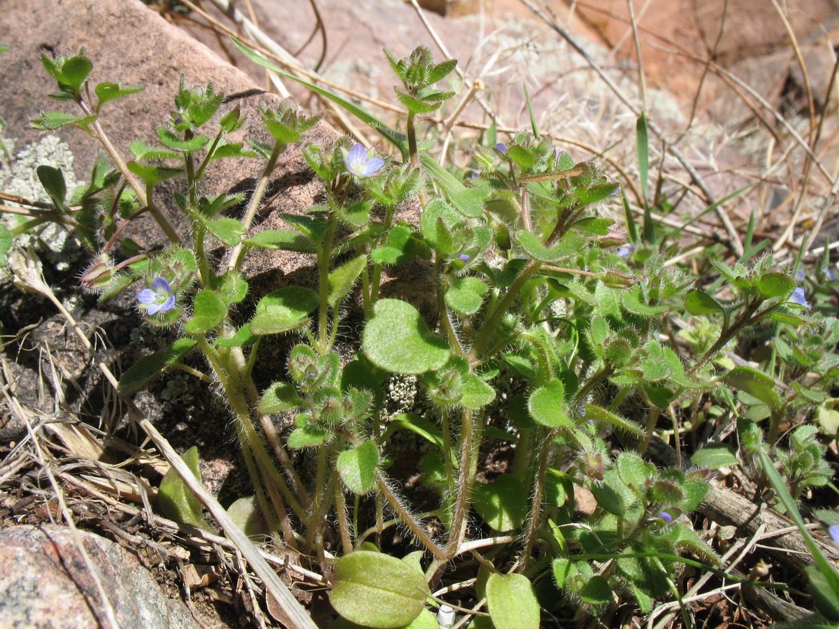 Image of Veronica hederifolia specimen.