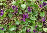 Viola odorata