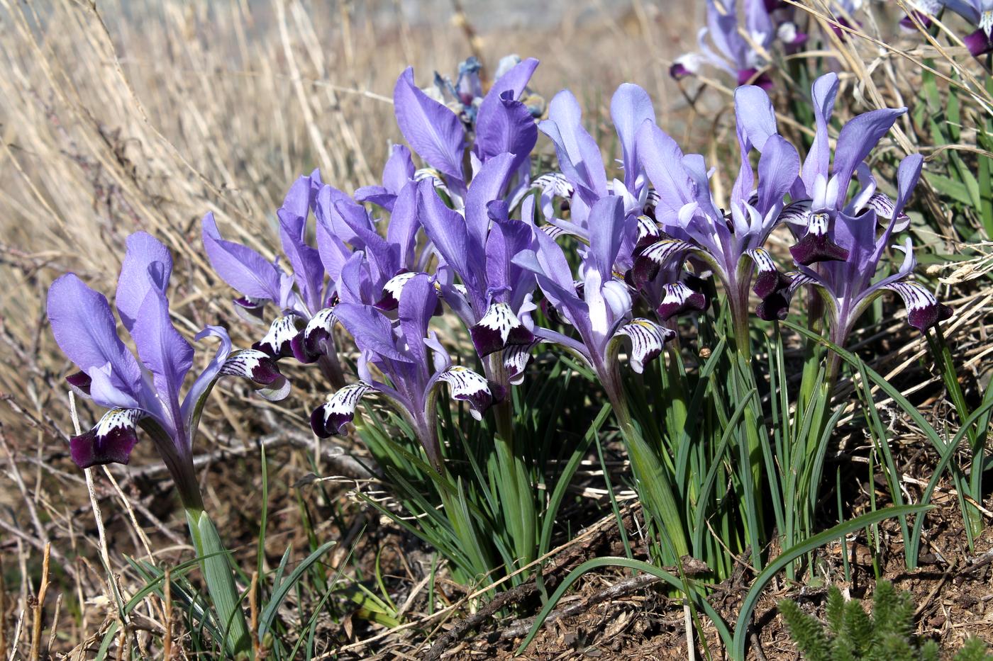 Изображение особи Iridodictyum kolpakowskianum.