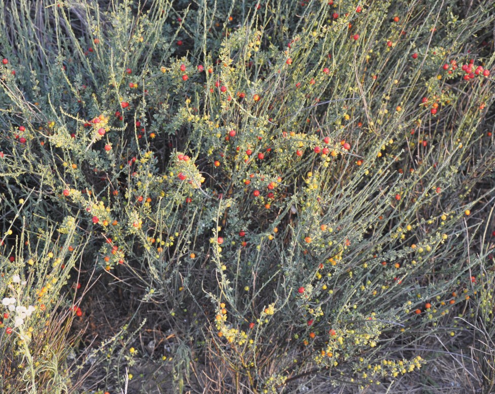Image of Osyris alba specimen.