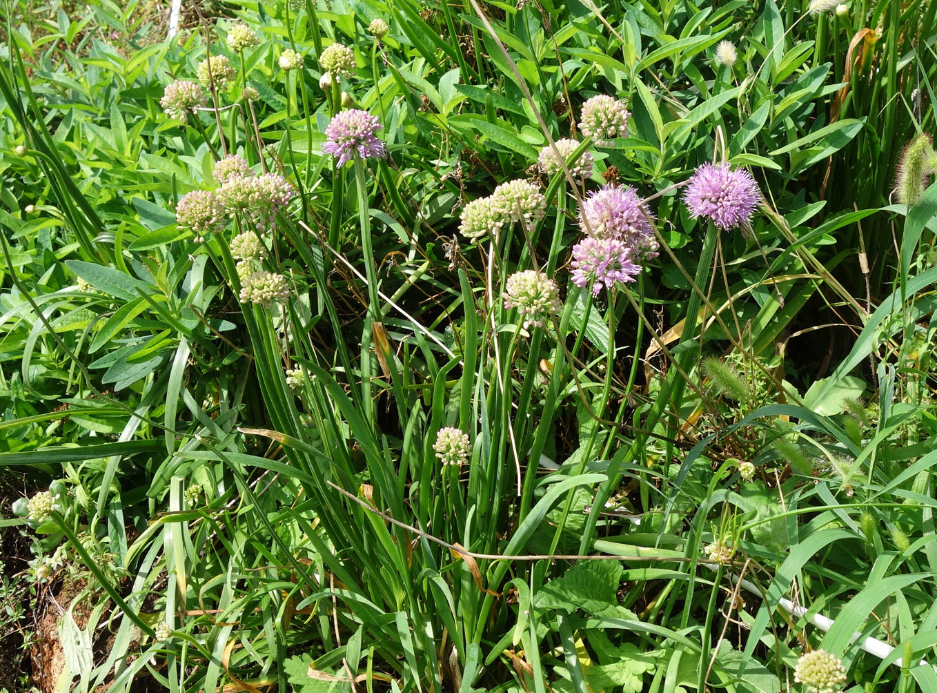 Image of genus Allium specimen.