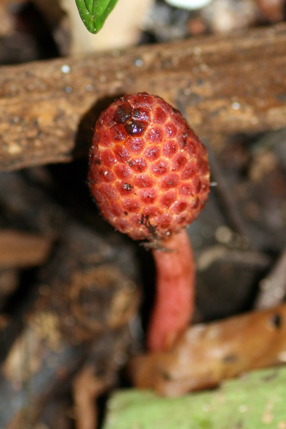 Изображение особи Helosis cayennensis.